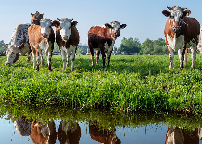 Benefits of Advanced Biological Denitrification for Nitrate Contamination in Drinking Water